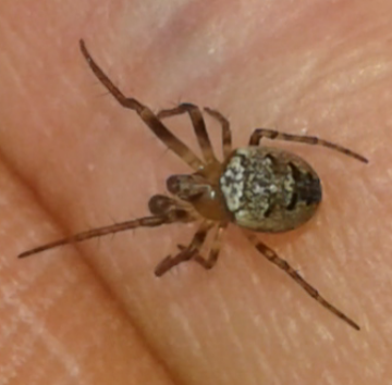 Zilla diodia (Araneidae), maschio